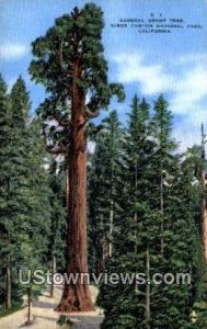 General Grant Tree - Kings Canyon National Park, California CA  