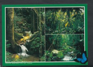 Australia Postcard - Tropical Rain Forest, North Queensland   RS5324