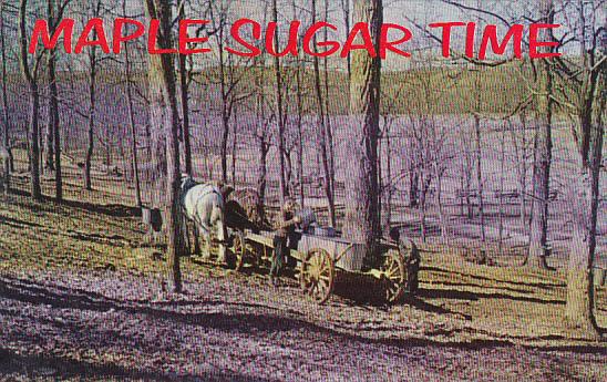 Pennsylvania Somerset County Gathering Sugar Water In Early Spring Maple Suga...