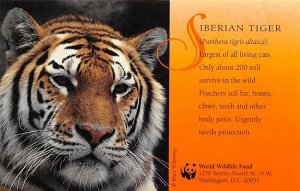 Siberian tiger Tigers Unused 