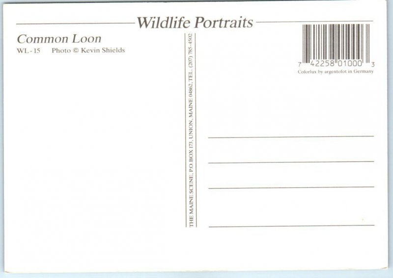 Postcard - Common Loon