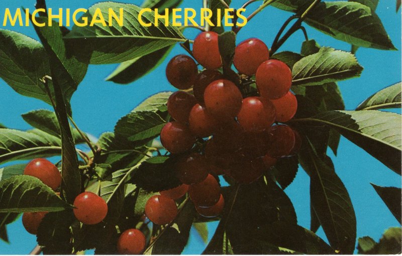 US    PC4997 MICHIGAN'S RED TART CHERRIES