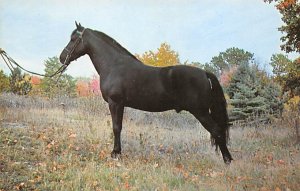 Black Morgan Stallion Horses Unused 