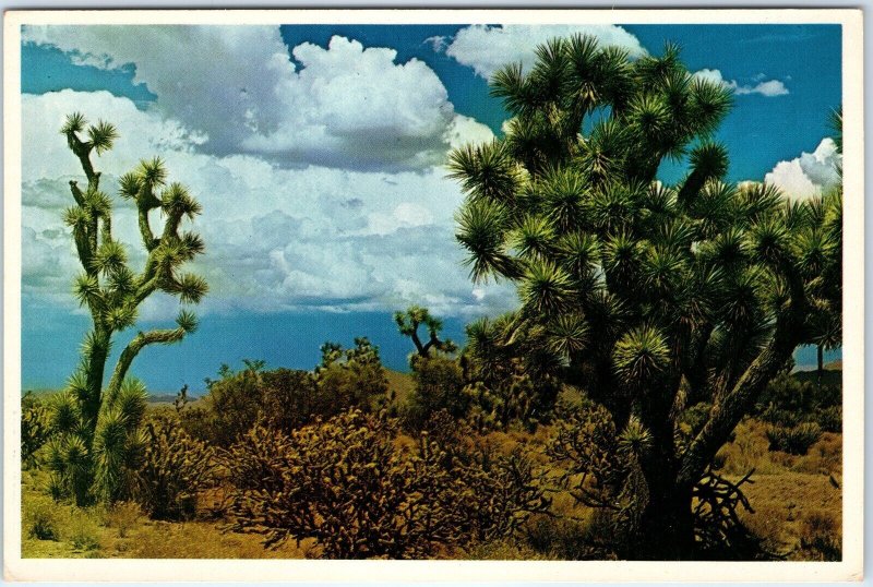 c1970s Pub. Phoenix, AZ Joshua Trees Scenic Desert Mormon Praying Plant 4x6 M13