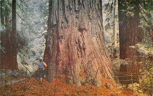 Redwoods in California  