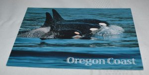 Killer Whale Oregon Coast Postcard Smith-Western Inc. SPC-0401