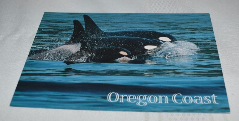 Killer Whale Oregon Coast Postcard Smith-Western Inc. SPC-0401
