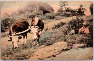 Leisure Moments Cow Pasture Cattle Raising Postcard