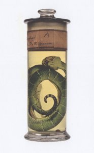 Greet Pit Viper Tree Dwelling Snake In Jar London Museum Postcard