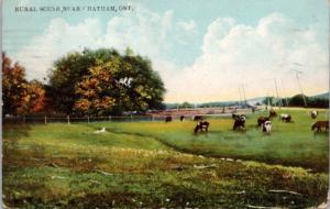 Rural Scene near Chatham Ontario ON Ont Cows Cattle c1909 Antique Postcard E19