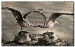 Modern Postcard Lac Leman The Seagulls