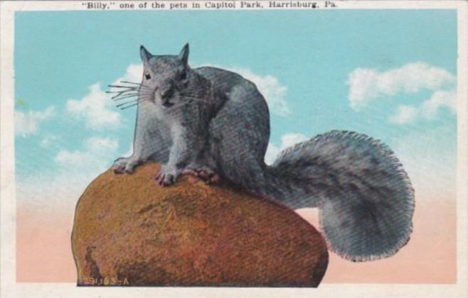 Pennsylvania Harrisburg Billy One Of The Pet Squirrels In Capitol Park 1926