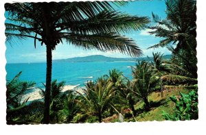 Swaying Tropical Palm Trees, Jamaica, Used 1969