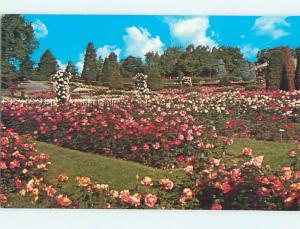 Unused Pre-1980 PART OF 42,000 ROSES AT HERSHEY ROSE GARDENS Hershey PA r9983