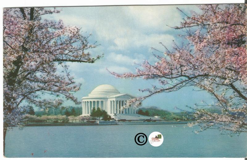 Jefferson Memorial in Spring Beautiful Pink Blossoms Vintage Postcard