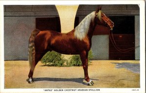 Golden Chestnut Arabian Stallion Antez, 1928 LA County Fair Vintage Postcard J52