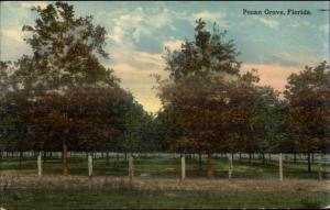 Florida Pecan Grove c1910 Postcard - Agriculture