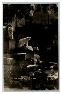 Vintage 1930's RPPC Postcard Polar Bear Perched Chicago Zoo Brookfield Illinois