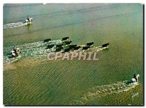 Postcard Modern Colors and Light of France In the Camargue bulls and herdsmen...