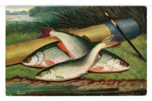 British Fish- Roach (Tuck Series II, No. 1549) Artist: A. Roland Knight