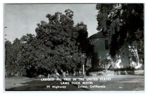 RPPC  SELMA, CA ~ Largest Fig Tree LAME DUCK MOTEL Highway 99 Roadside  Postcard