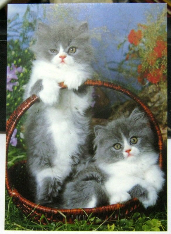 Postcard Cat Kittens basket - unposted