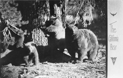 Bear Black Bears, Real Photo Unused 