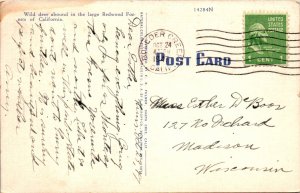 Wild Buck,Does and Fawn,Big Basin,CA BIN