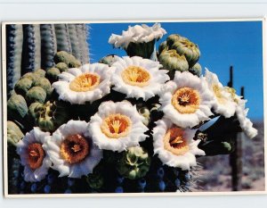 Postcard Saguaro Cactus Flowers, Arizona