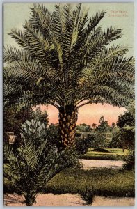 Vtg Orlando Florida FL Date Palm Tree 1910s Old Unused View Postcard