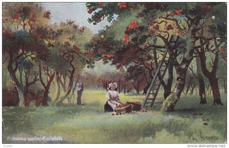 CUCKFIELD, Sussex, England, United Kingdom; Gathering Apples, PU-1909