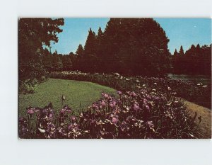 Postcard Swan Lake Gardens Sumter South Carolina USA