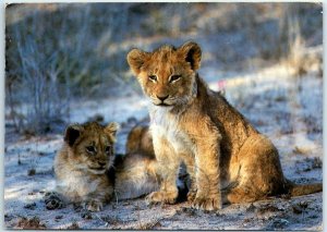 M-34911 Babes of the Bush Lion Cubs Africa