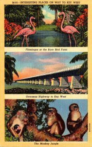 Florida Keys Interesting Places On Way To Key West Monkey Jungle Flamingos At...