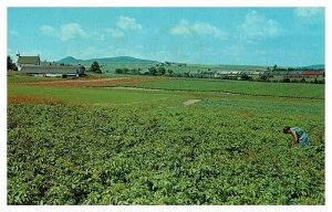 Postcard FARM SCENE State of Maine ME AS5521