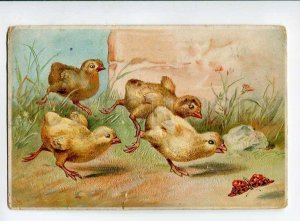 3043562 Funny CHICKEN Butterfly EASTER vintage Embossed RPPC