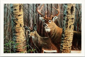 'Buck and Doe' Johnson Harbour Paul Duff Gallery Artwork Unused Postcard F20