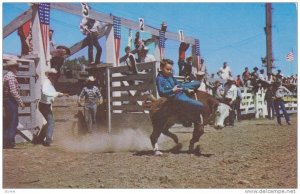 Belle Fourche,Calf riding by junior cowboys, Black Hills, Round-Up,South Dako...
