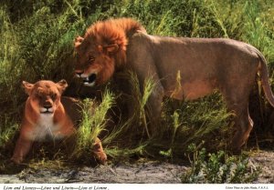 VINTAGE CONTINENTAL SIZE POSTCARD LION AND LIONESS MAILED FROM SUDAN 1970s