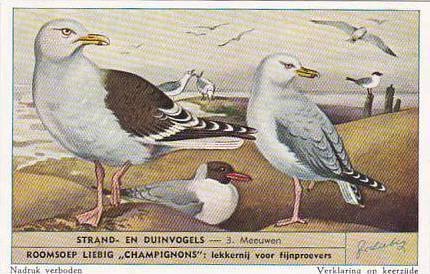 Liebig Trade Card S1610 Birds Of Beaches & Dunes No 3 Meeuwen