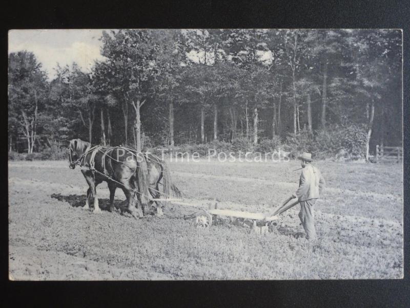 Essex Country Life EPPING HOME FARM - PLOUGHING THE FIELD c1907 - Old Postcard 