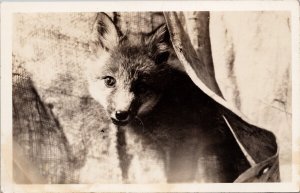 Young Fox ?? c1943 Gambell Alaska Cancel RPPC Postcard H60