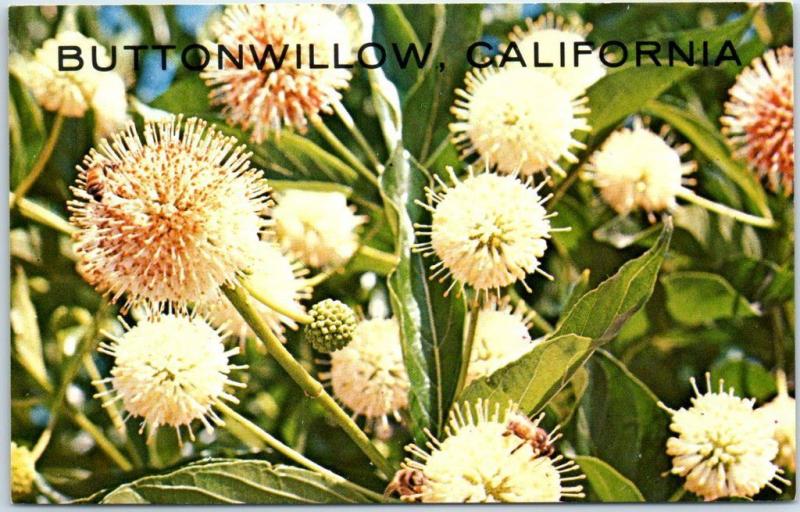 Buttonwillow California Postcard Buttonwillow Tree Close Up C1950s Chrome Hippostcard hippostcard