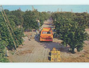 Unused Pre-1980 TRUCK FOR ORANGE HARVEST state of Florida hn2604