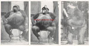 Graf Zeppelin Gorilla Susie, Cincinnati Zoo, Carol Dressman, Tri-Fold Postcard 