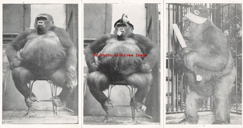 Graf Zeppelin Gorilla Susie, Cincinnati Zoo, Carol Dressman, Tri-Fold Postcard 