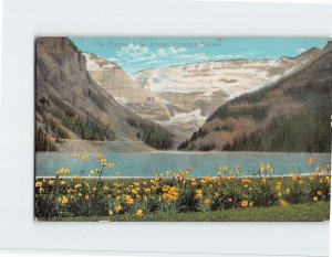 Postcard The Poppies, Canadian Rockies, Lake Louise, Canada