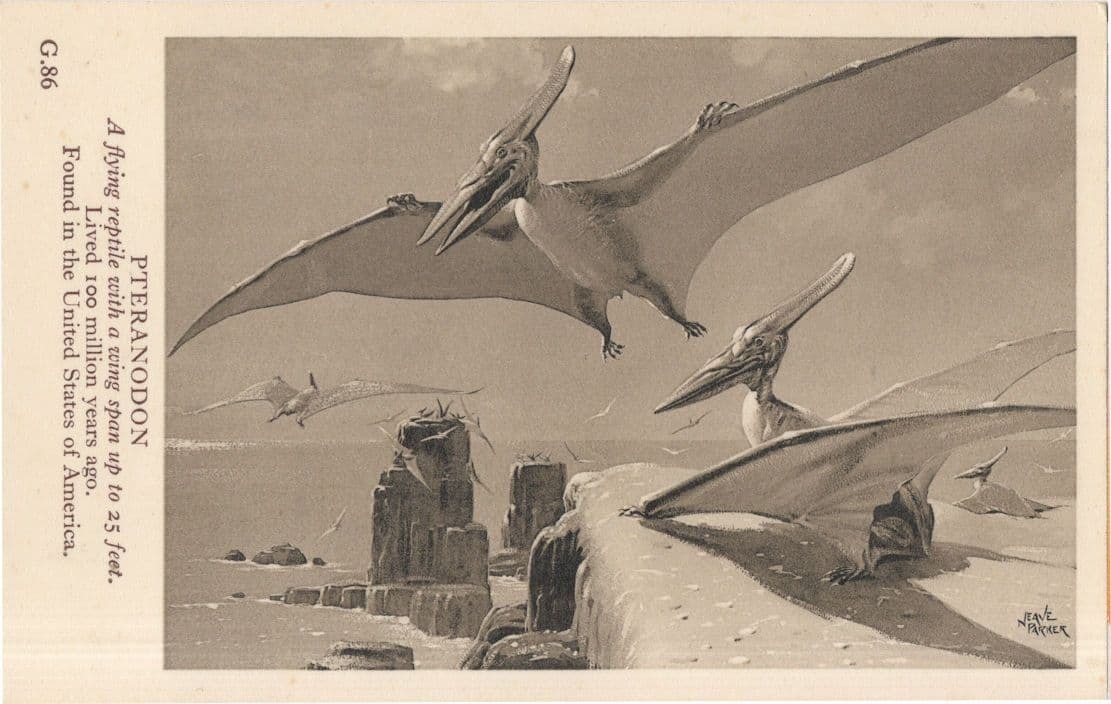 Pteranodon was a giant flying reptile which lived during