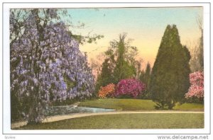 Magnolia Gardens, Charleston, South Carolina, 00-10´s