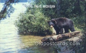 Crystal Falls Michigan, USA Bear Postcard